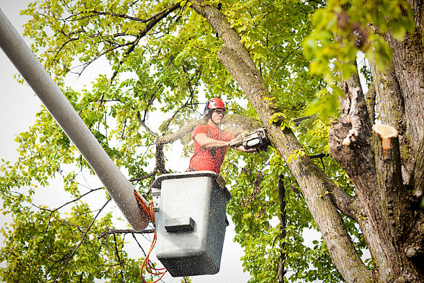 Best Palm Tree Trimming  in Williamsport, PA